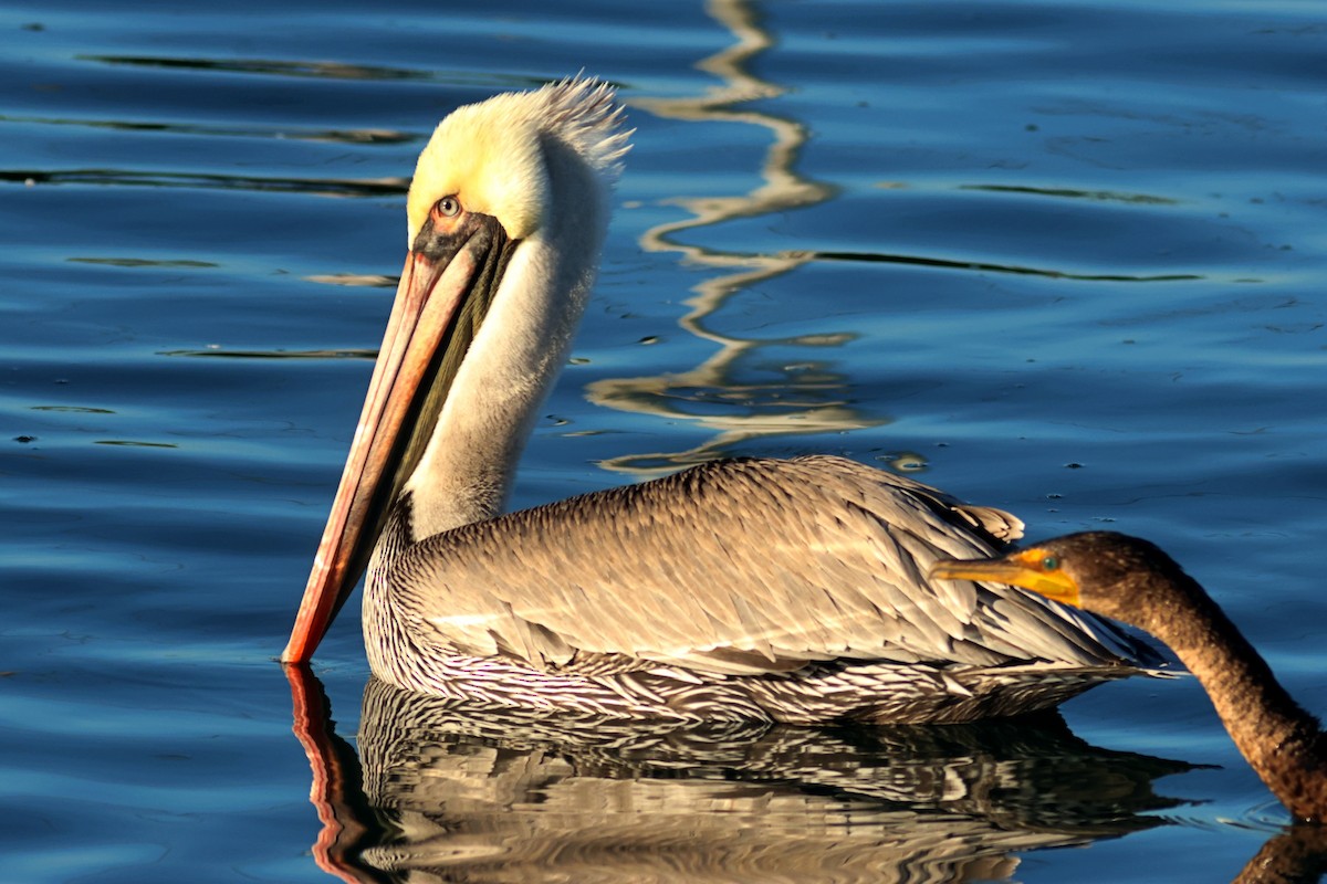 Brown Pelican - ML646673469