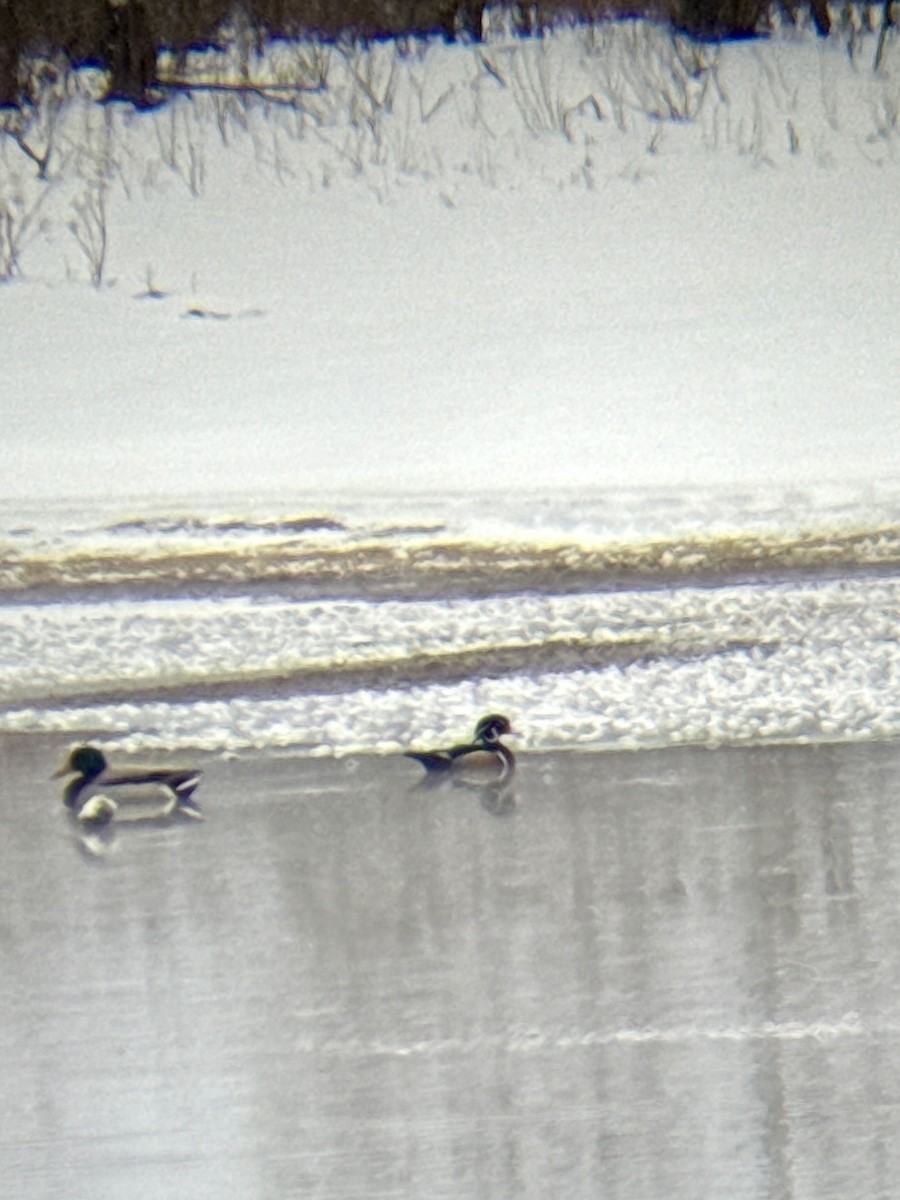 Brautente - ML646673472