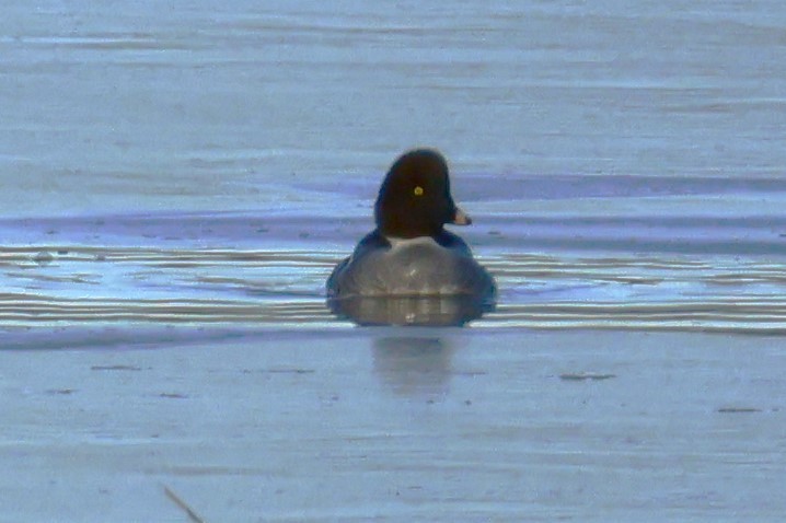 Common Goldeneye - ML646673473