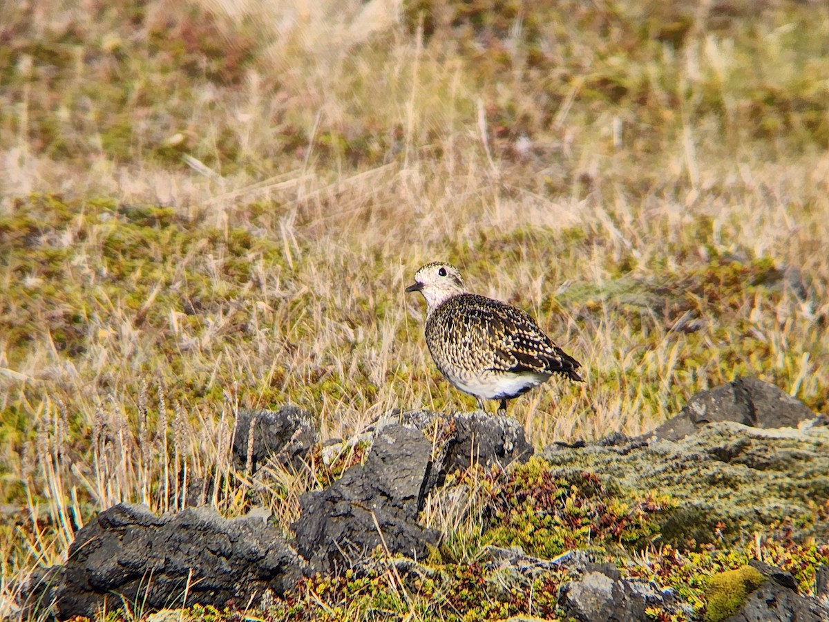 Сивка звичайна - ML646673474