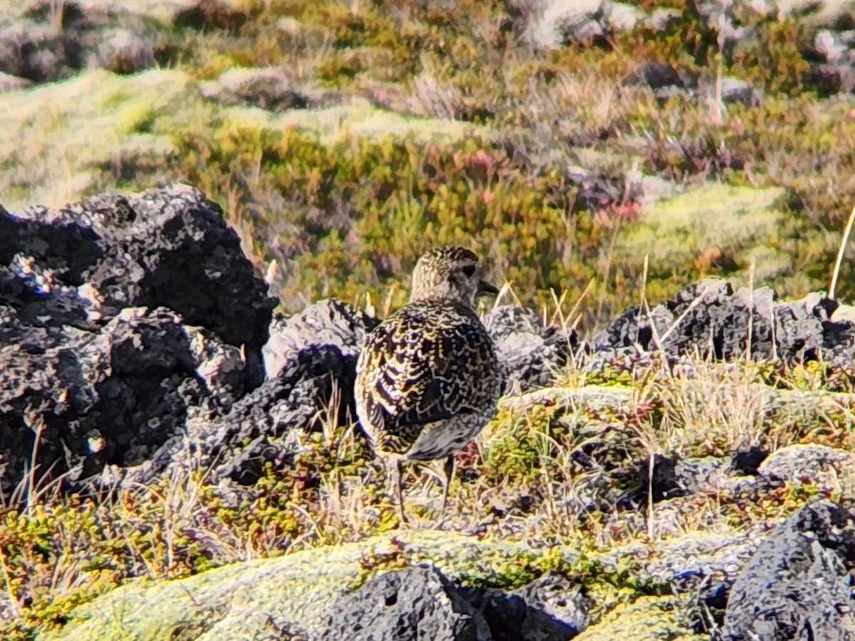 Сивка звичайна - ML646673475