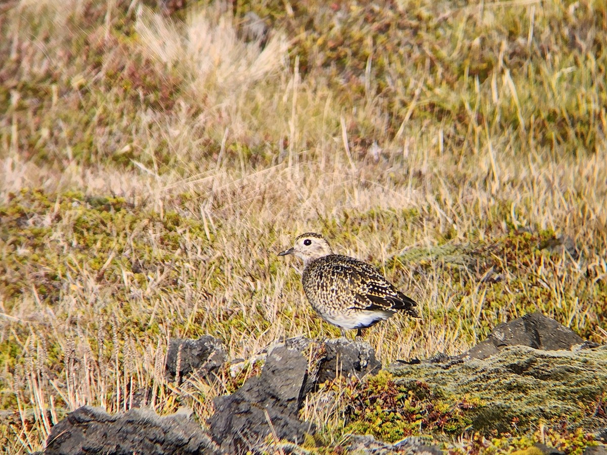 Сивка звичайна - ML646673476