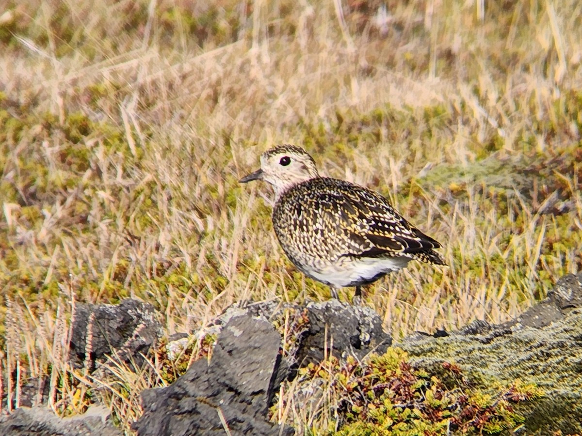 Сивка звичайна - ML646673477