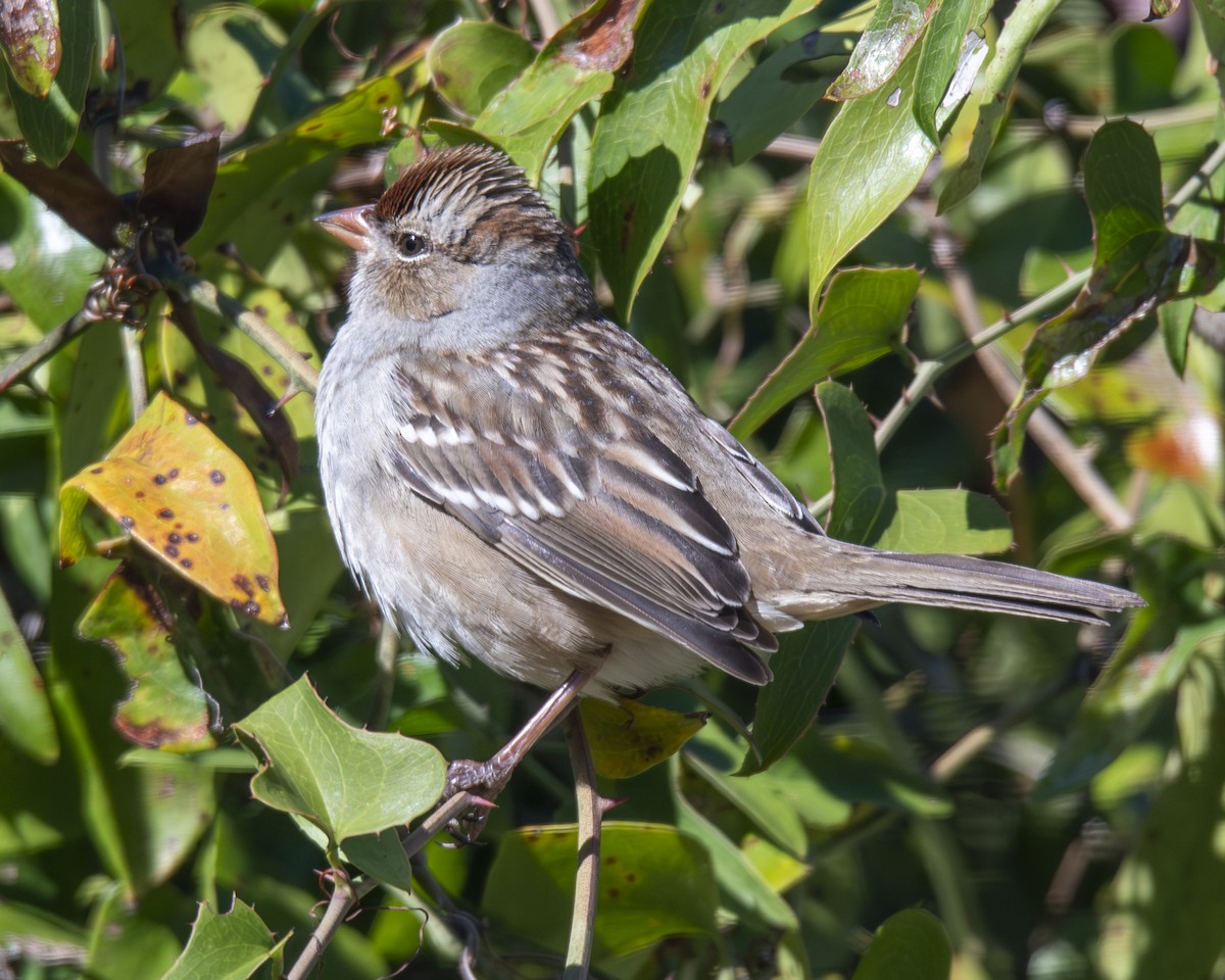 White-crowned Sparrow - ML646673481
