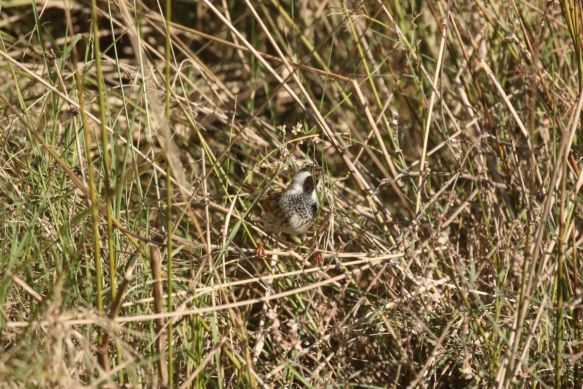Spanish Sparrow - ML646673485