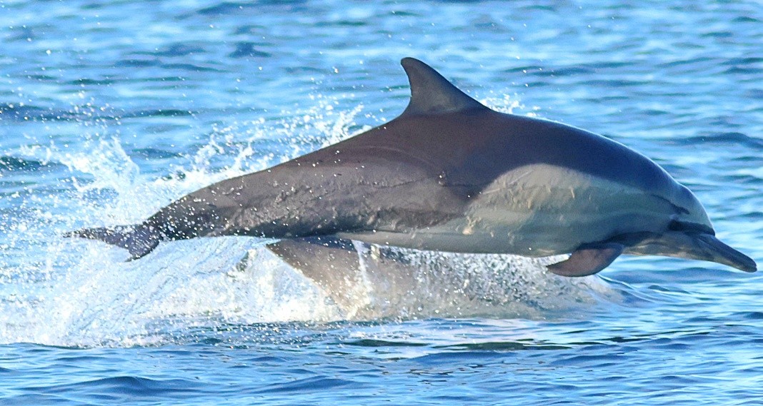 Animals - ML646673486