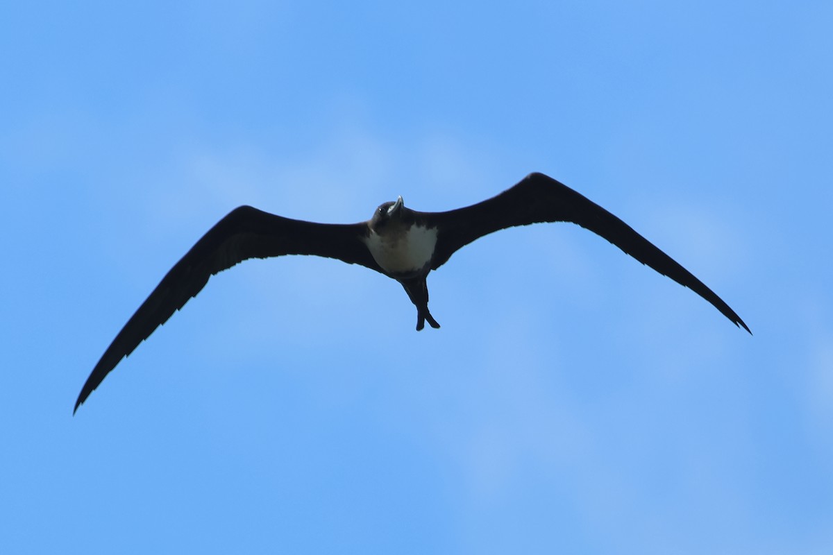 Great Frigatebird - ML646673488