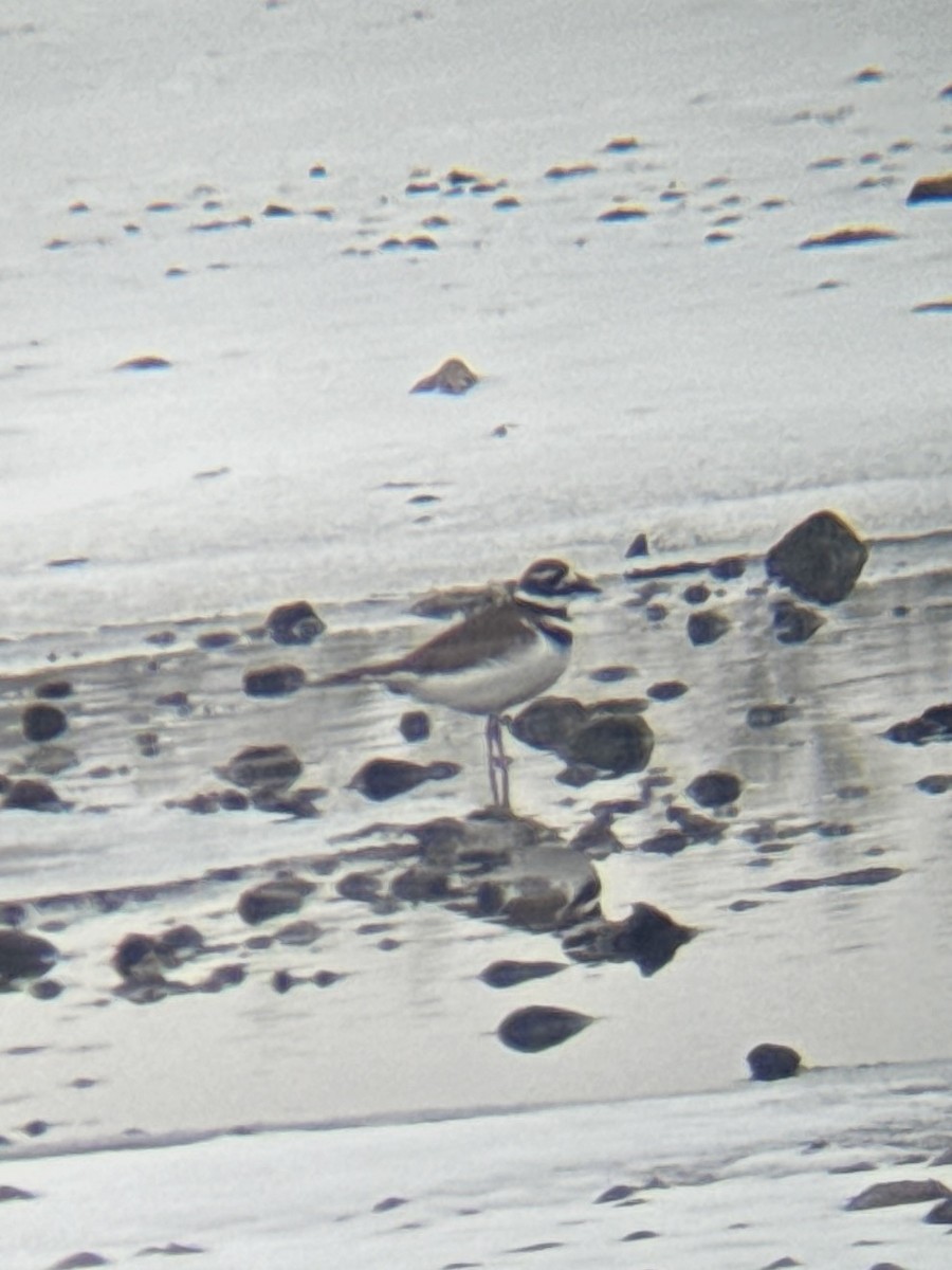 Keilschwanz-Regenpfeifer - ML646673489