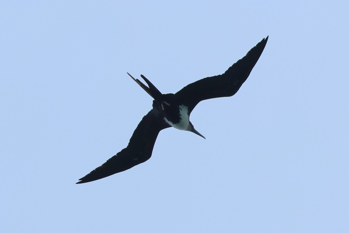Great Frigatebird - ML646673490