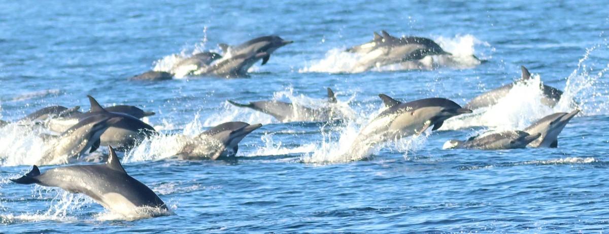 Animals - ML646673492