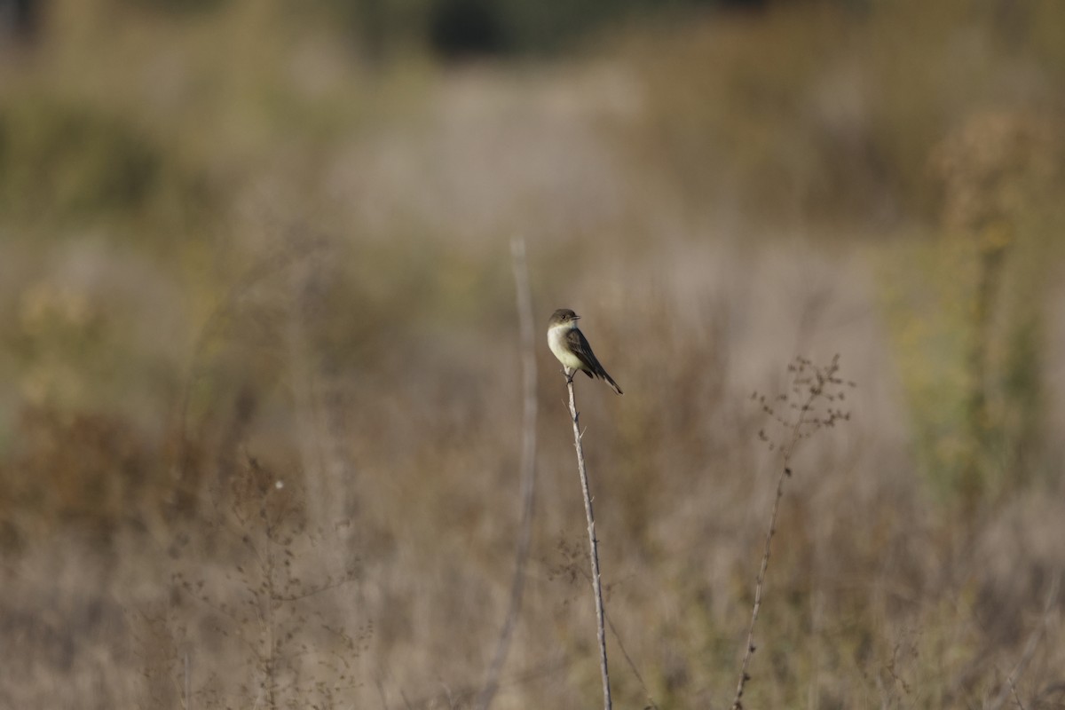 Eastern Phoebe - ML646673493