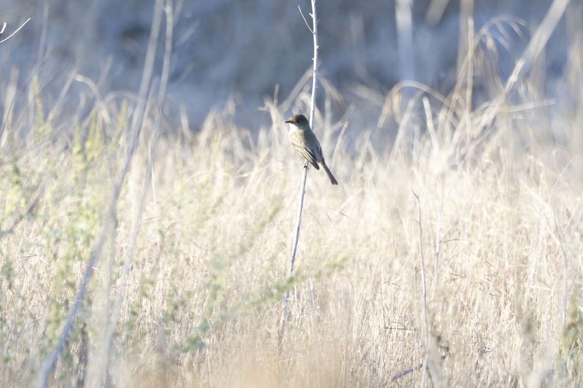 Eastern Phoebe - ML646673494