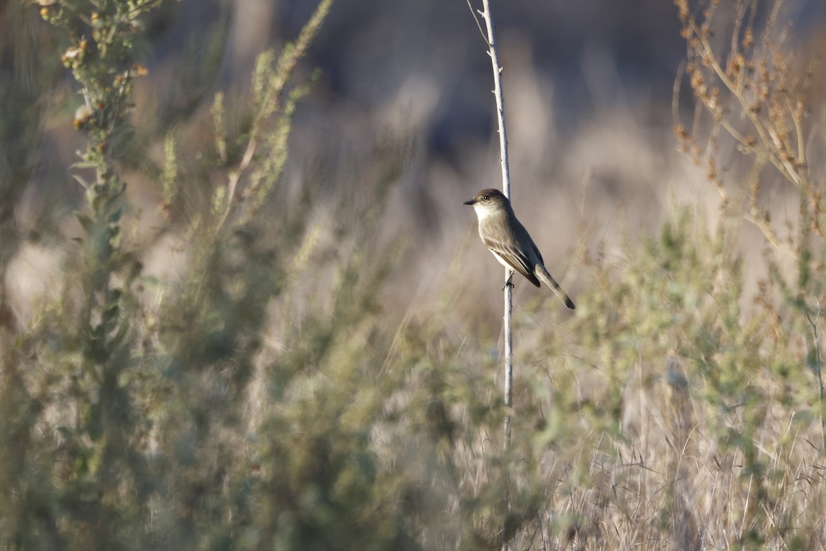 Eastern Phoebe - ML646673495