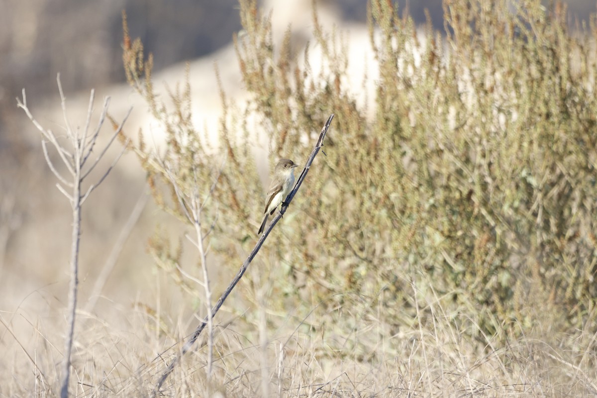 Eastern Phoebe - ML646673496