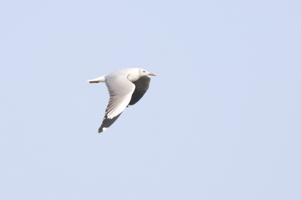 gråhodemåke - ML646673497