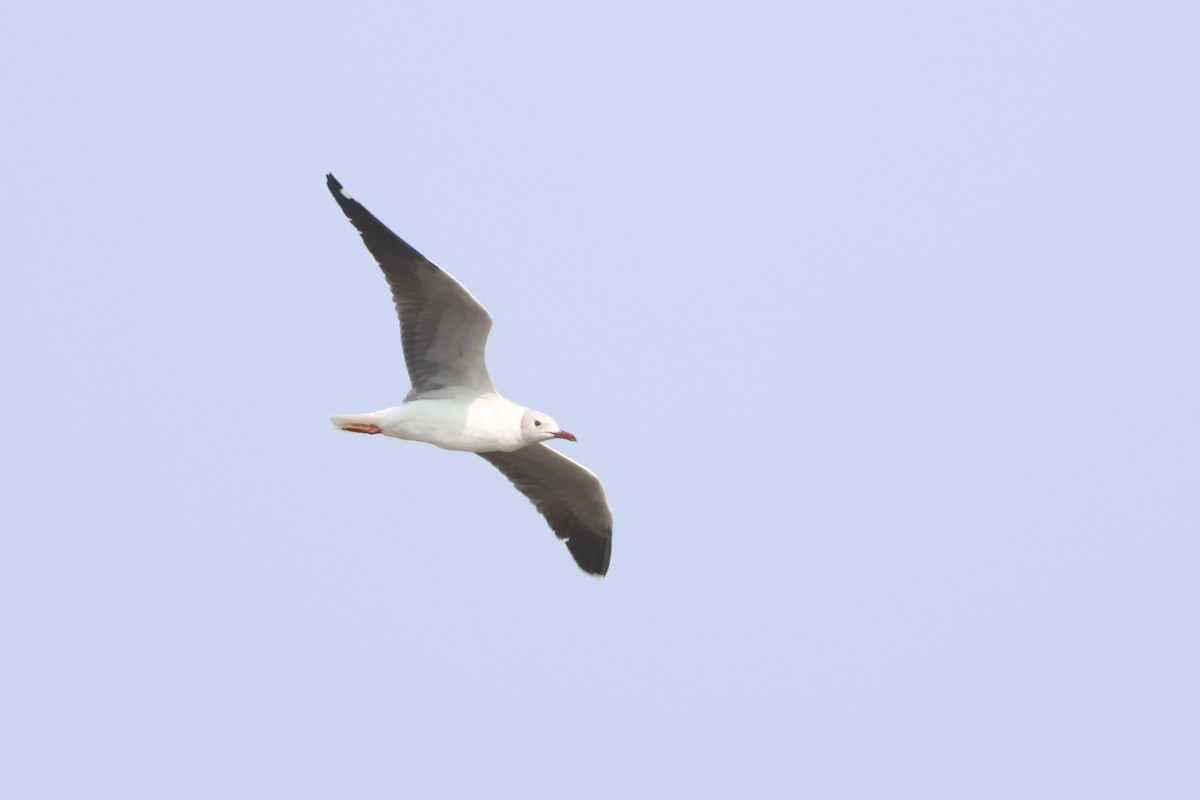 gråhodemåke - ML646673498