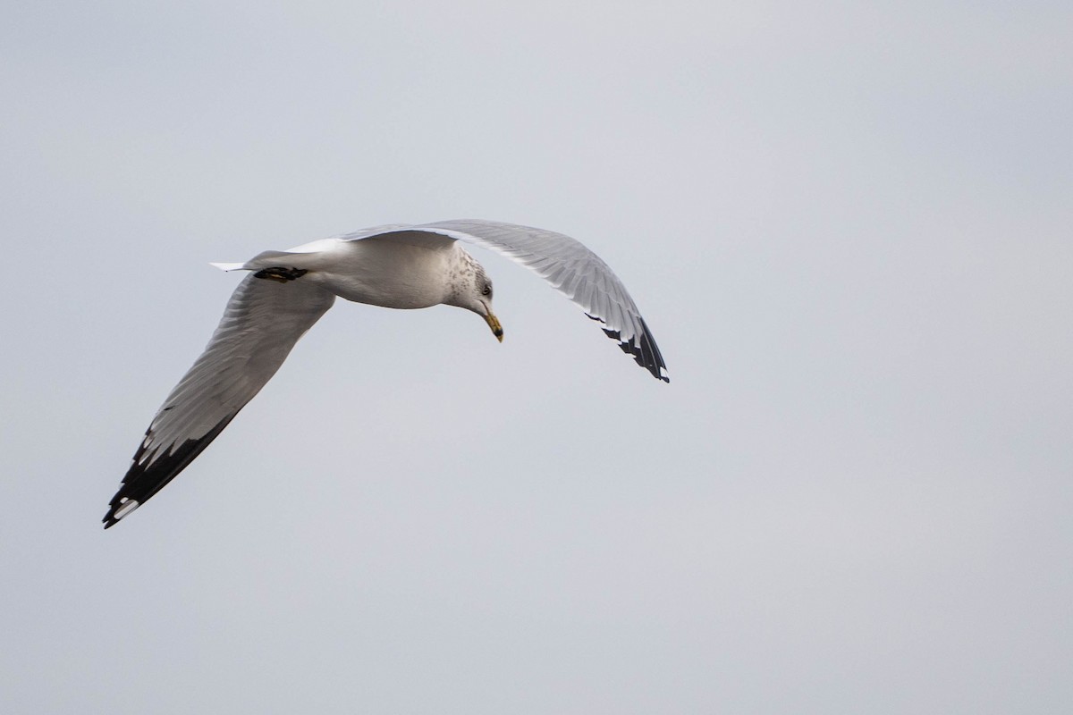 Ring-billed Gull - ML646673502
