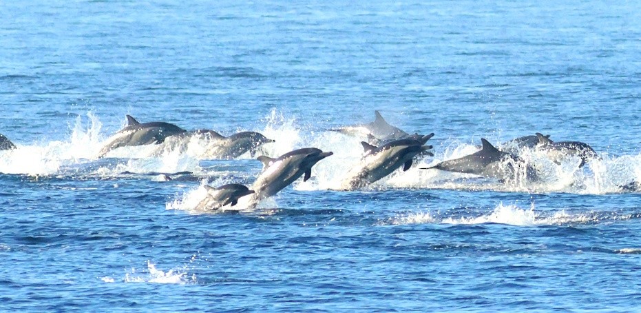 Animals - ML646673504