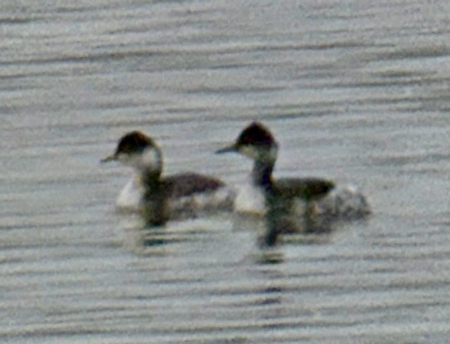 Grèbe à cou noir - ML646673505