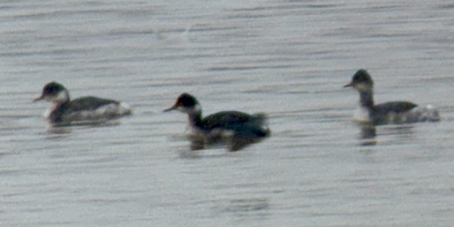 Grèbe à cou noir - ML646673506