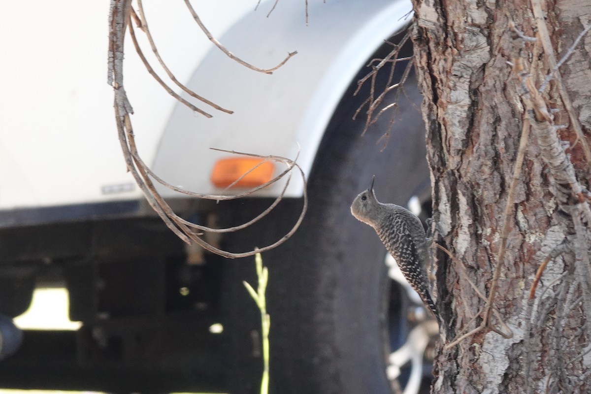 Williamson's Sapsucker - ML646673508