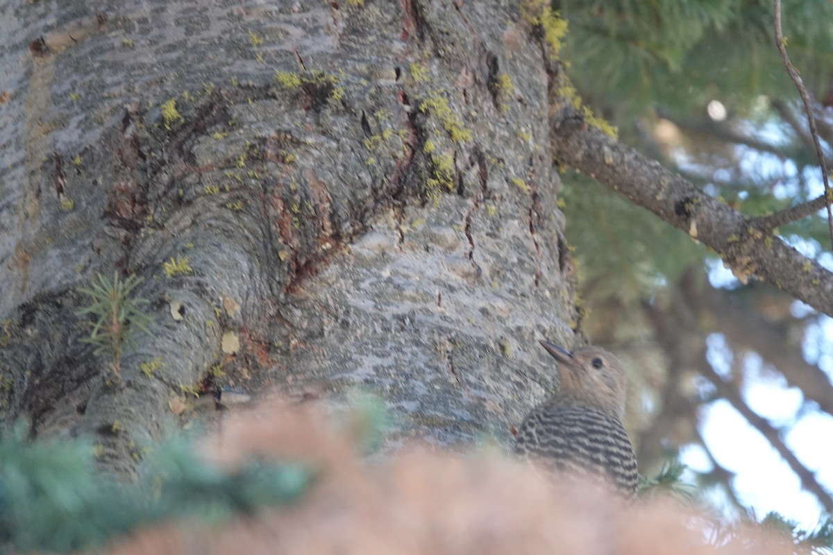 Williamson's Sapsucker - ML646673509