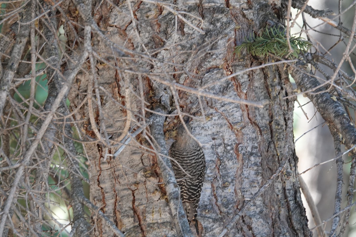 Williamson's Sapsucker - ML646673510