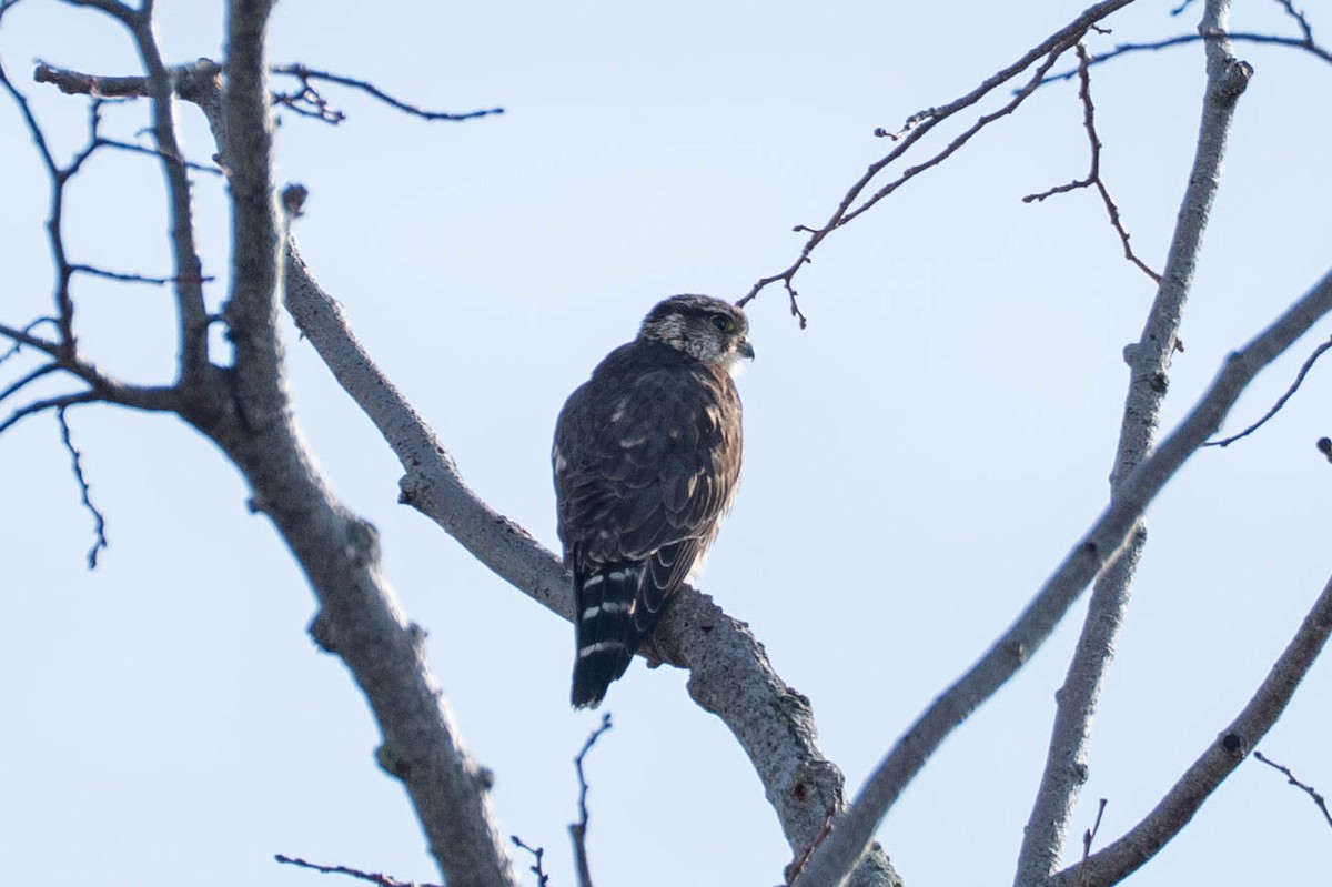 Merlin - ML646673513