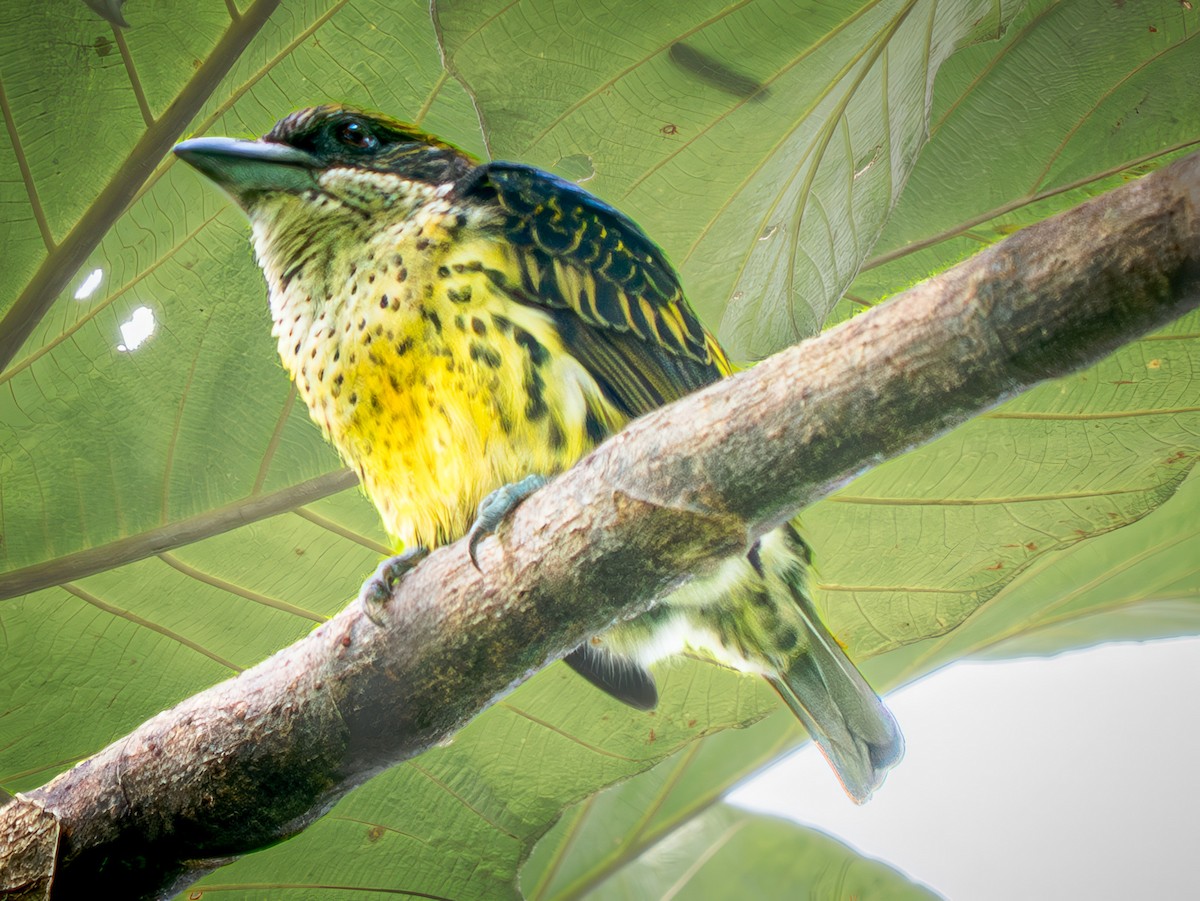 Five-colored Barbet - ML646673514