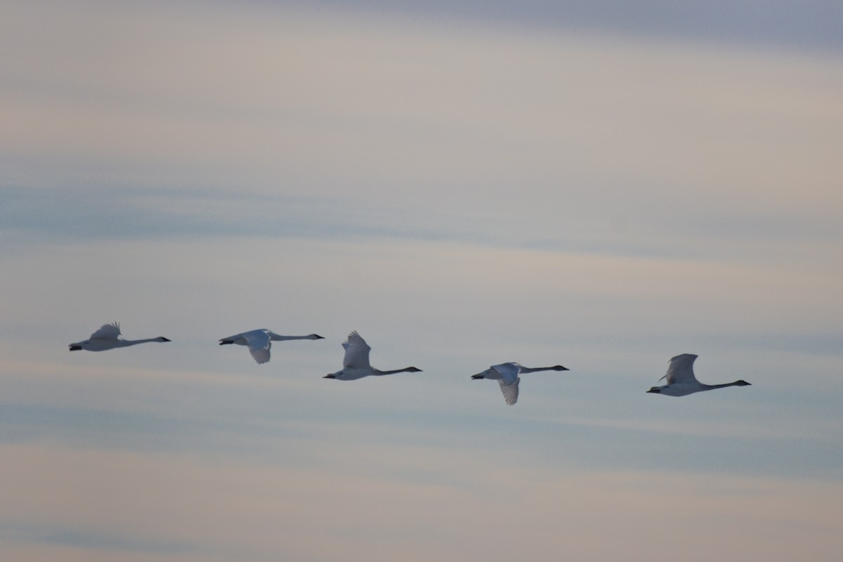 ナキハクチョウ - ML646673515