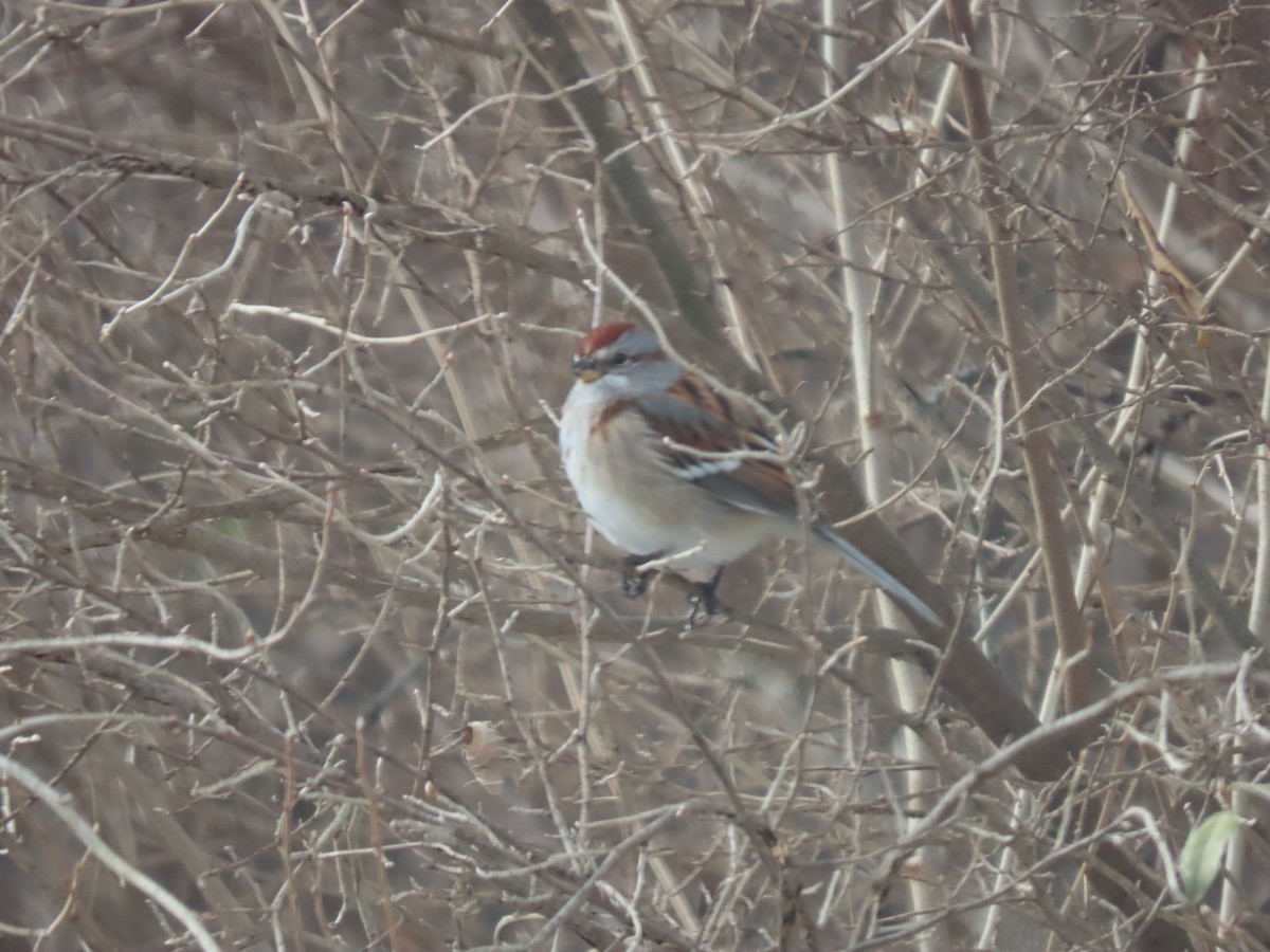 strnádka pokřovní - ML646673516