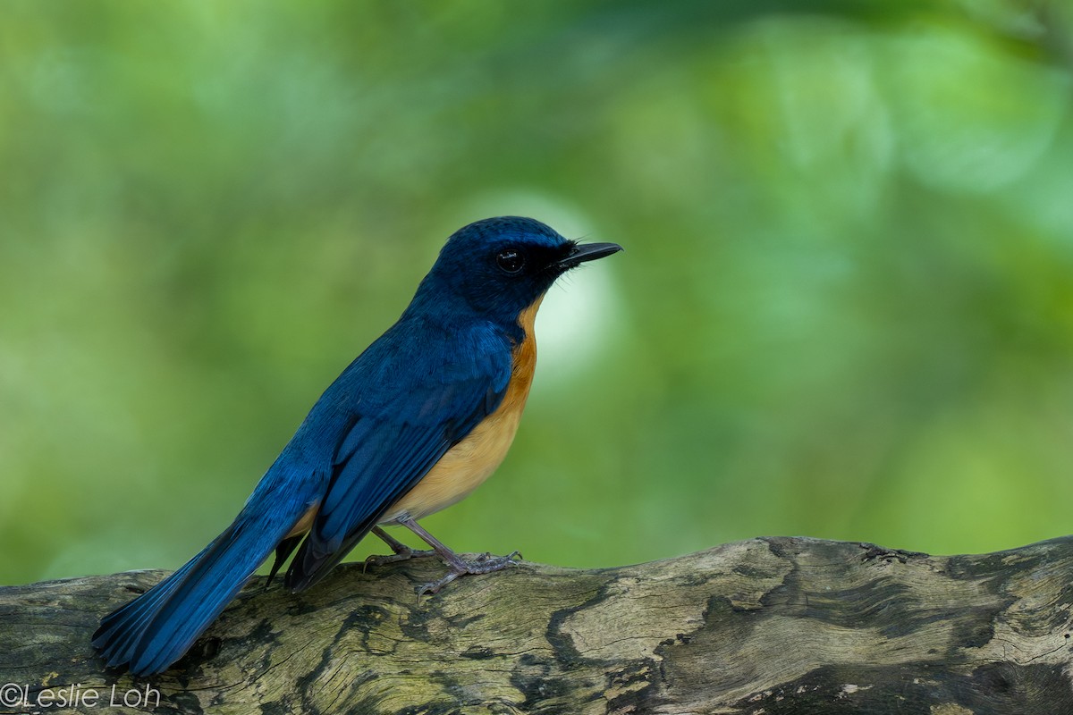 Mangrove Blue Flycatcher - ML646673518