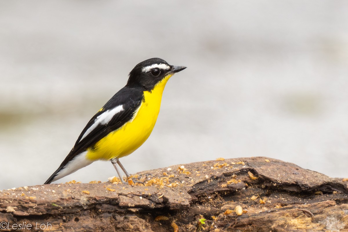 Yellow-rumped Flycatcher - ML646673520