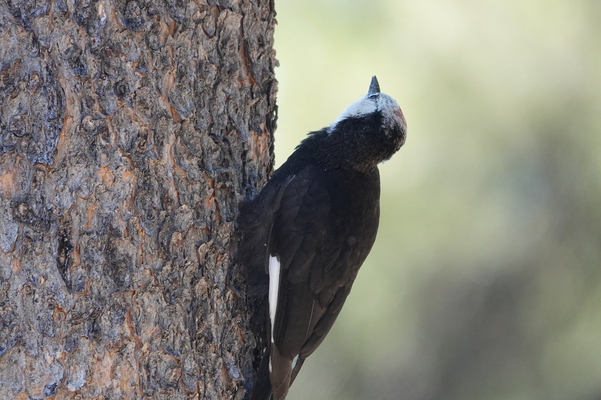White-headed Woodpecker - ML646673521