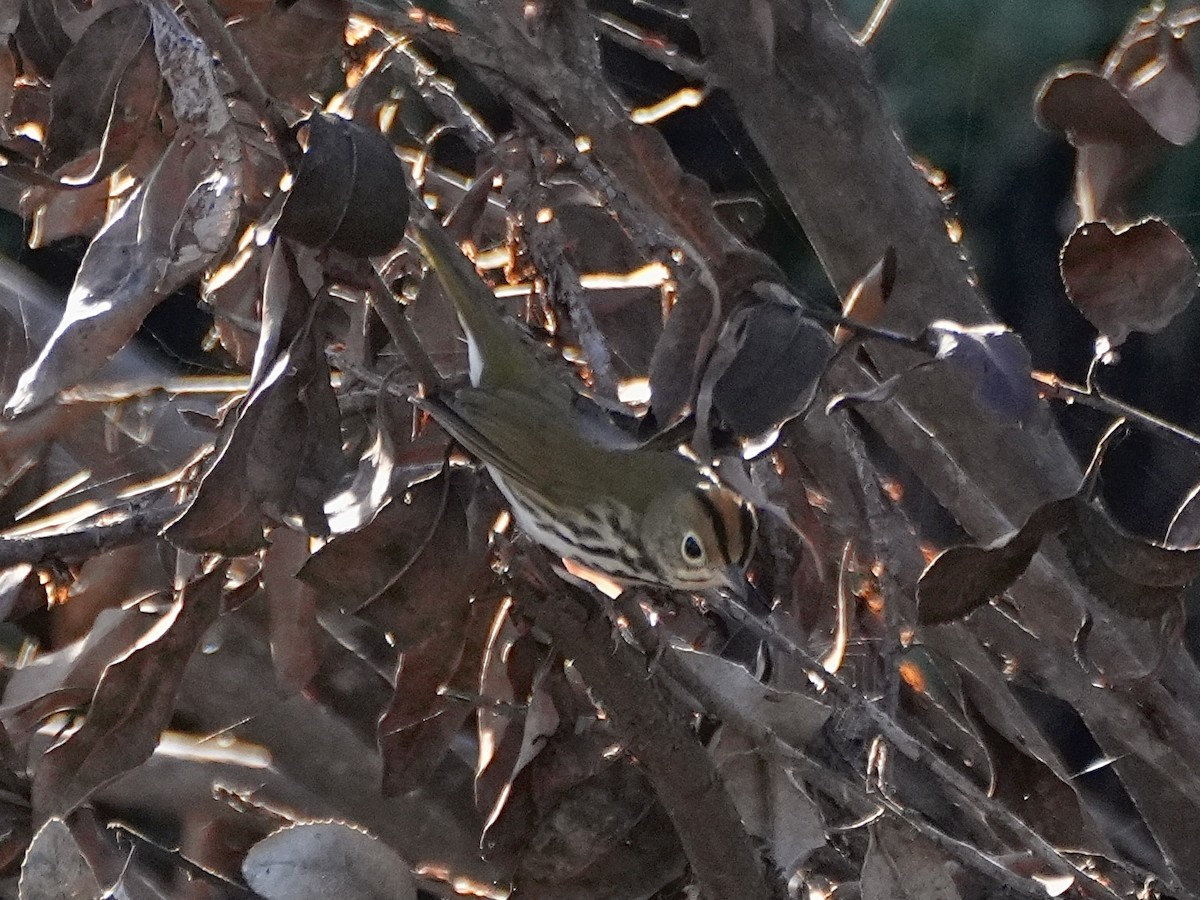 Ovenbird - ML646673522