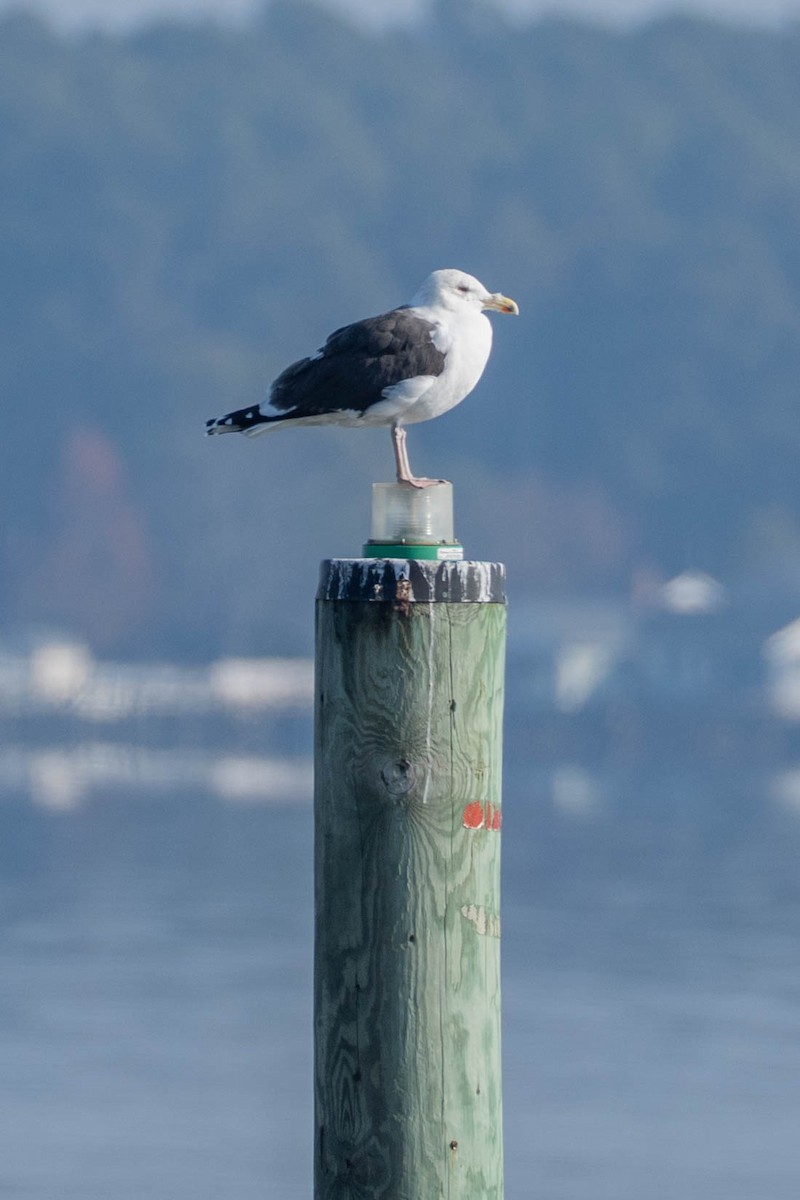 Great Black-backed Gull - ML646673525