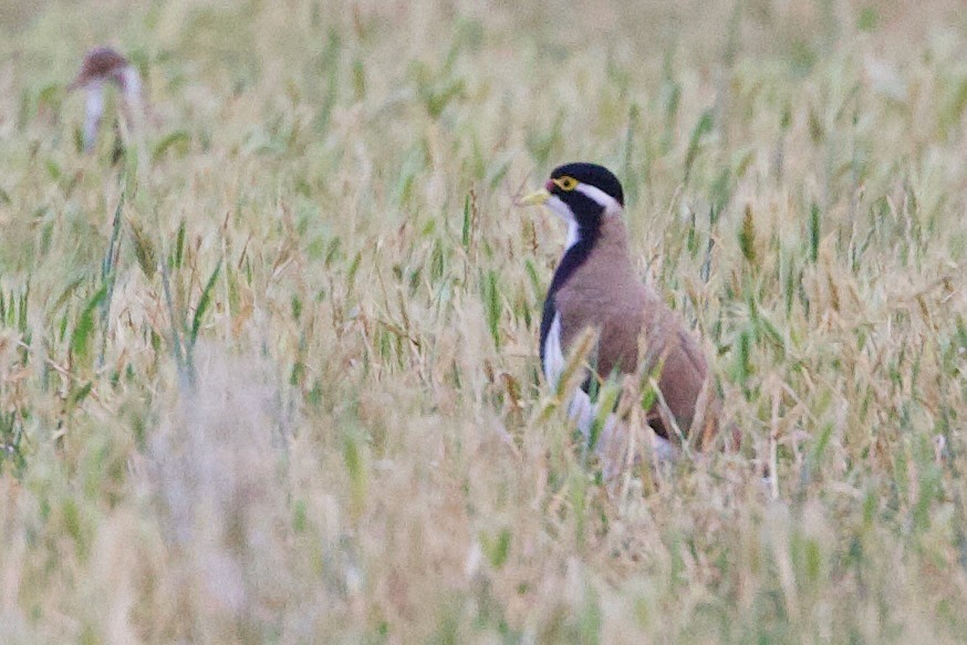 Banded Lapwing - ML646673527