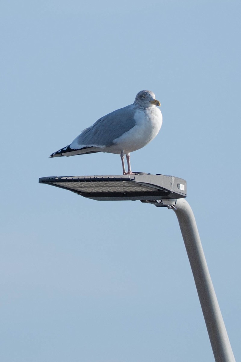 American Herring Gull - ML646673529