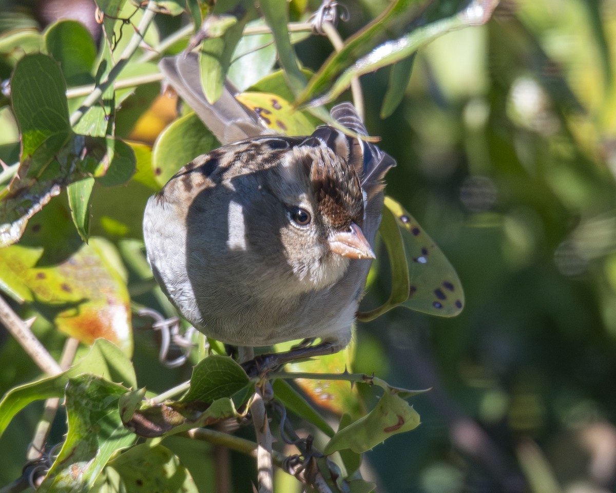 White-crowned Sparrow - ML646673537