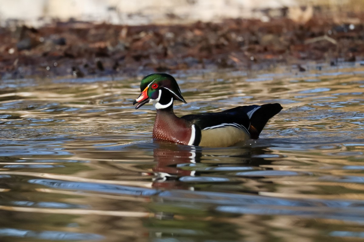 Каролінка - ML646673540