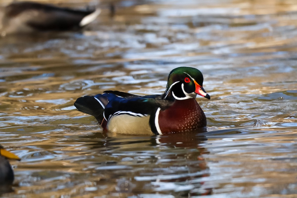 Каролінка - ML646673547