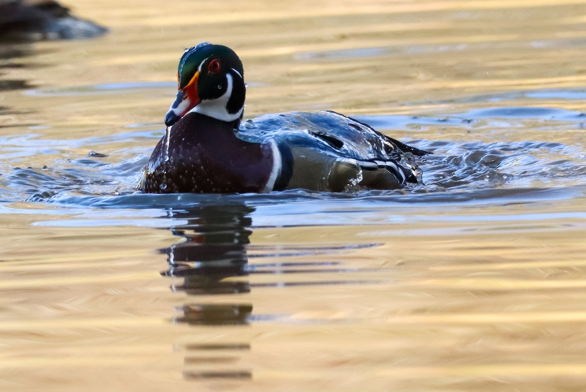 Каролінка - ML646673548
