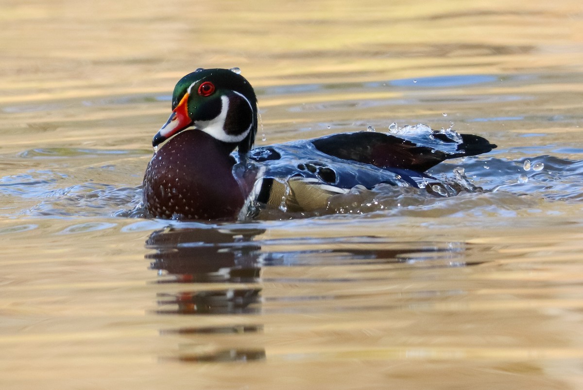 Каролінка - ML646673549
