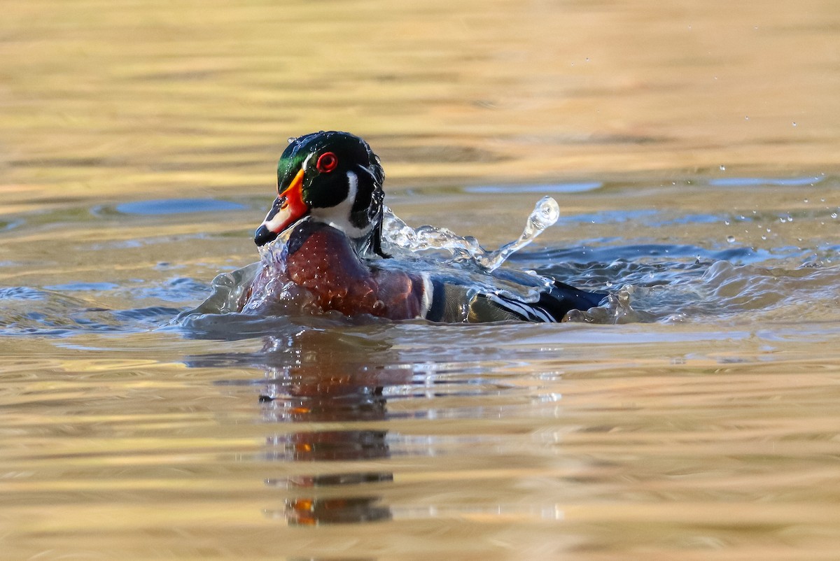 Каролінка - ML646673550