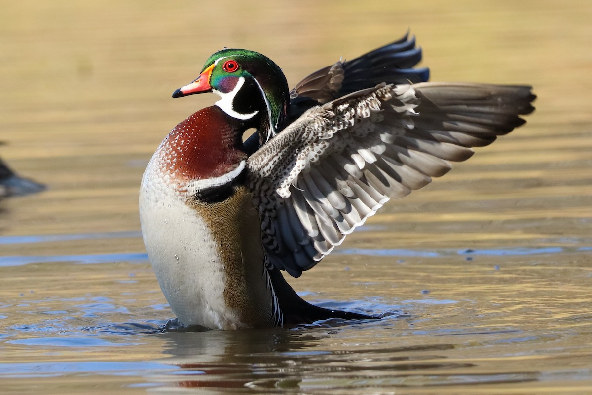 Каролінка - ML646673551