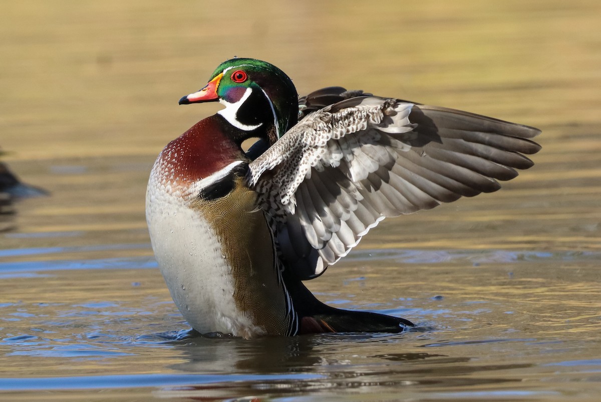 Каролінка - ML646673554