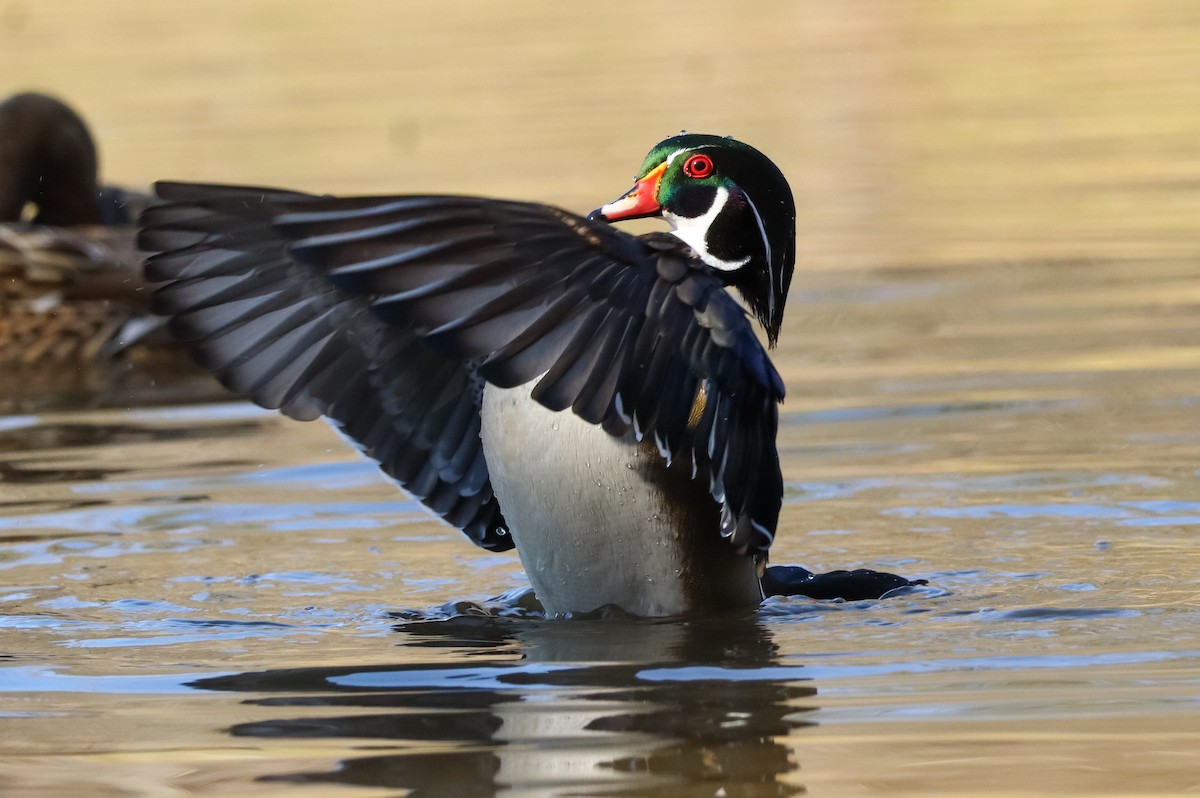 Каролінка - ML646673555