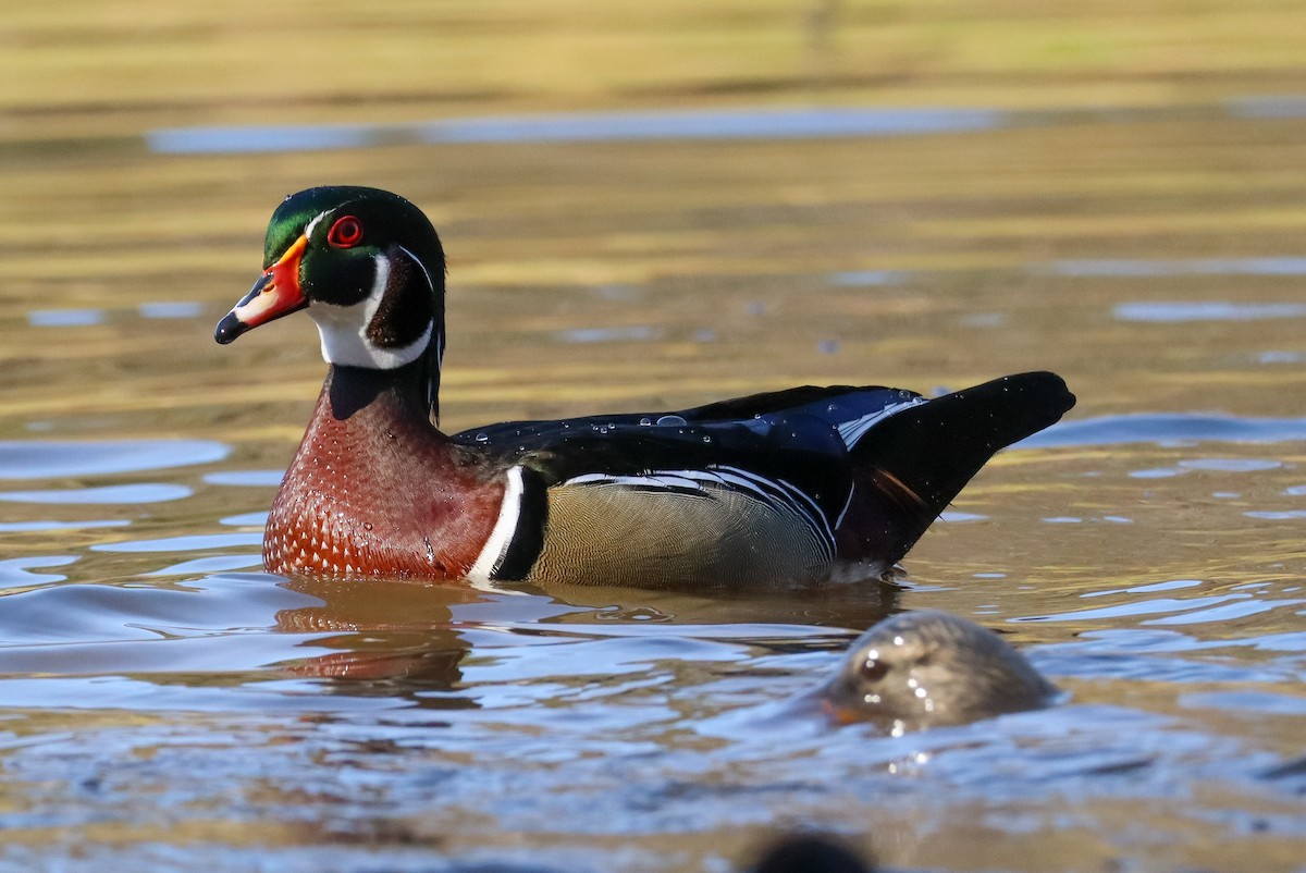 Каролінка - ML646673557