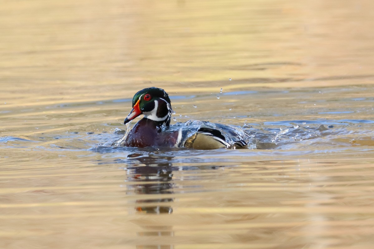 Каролінка - ML646673558