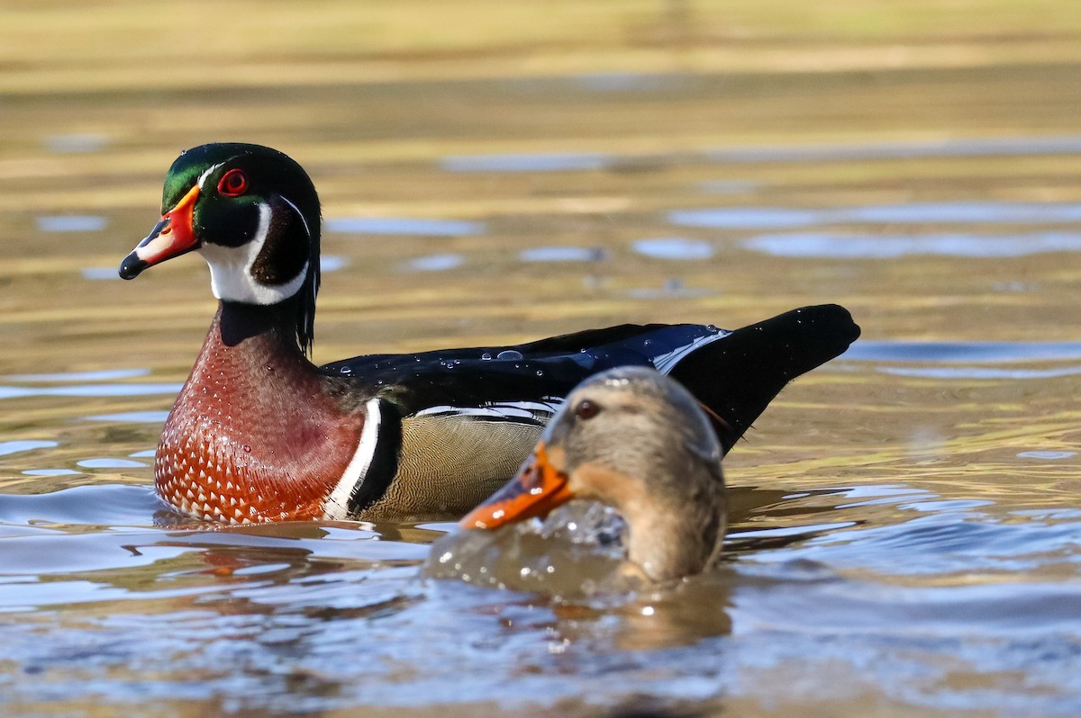 Каролінка - ML646673559